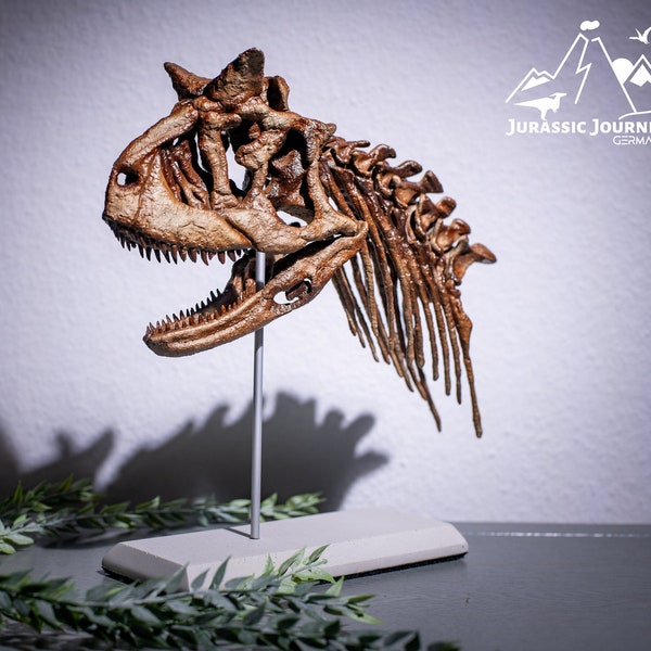 1/4 Carnotaurus Schädel mit Halswirbel und Beton Stand, Dinosaurier Fossil, Qualitäts 3D Druck, Deko, by Jurassic Journey