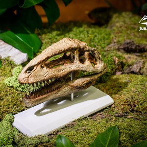 Giganotosaurus Schädel mit Beton Stand | Jurassic Sammler Geschenk für Dino Fans | 3D gedrucktes Dinosaurier Fossil Modell im Maßstab 1/9