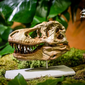Collectible gift for dinosaur fans | Tyrannosaurus Rex skull with concrete stand | 3D printed dinosaur Jurassic fossil model in 1/9 scale