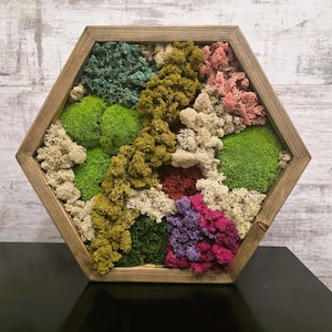 Può includere: Una cornice esagonale in legno contenente un'opera d'arte da parete in muschio stabilizzato. La composizione presenta varie consistenze e colori di muschio, tra cui tonalità di verde brillante, verde scuro, oliva, crema, rosa chiaro, rosso scuro e viola.