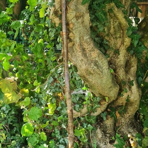 May include: A handcrafted walking stick with a natural wood finish. The handle is a light tan color, and the shaft is a darker brown with a textured surface. The stick is set against a backdrop of lush green foliage and a large tree trunk.