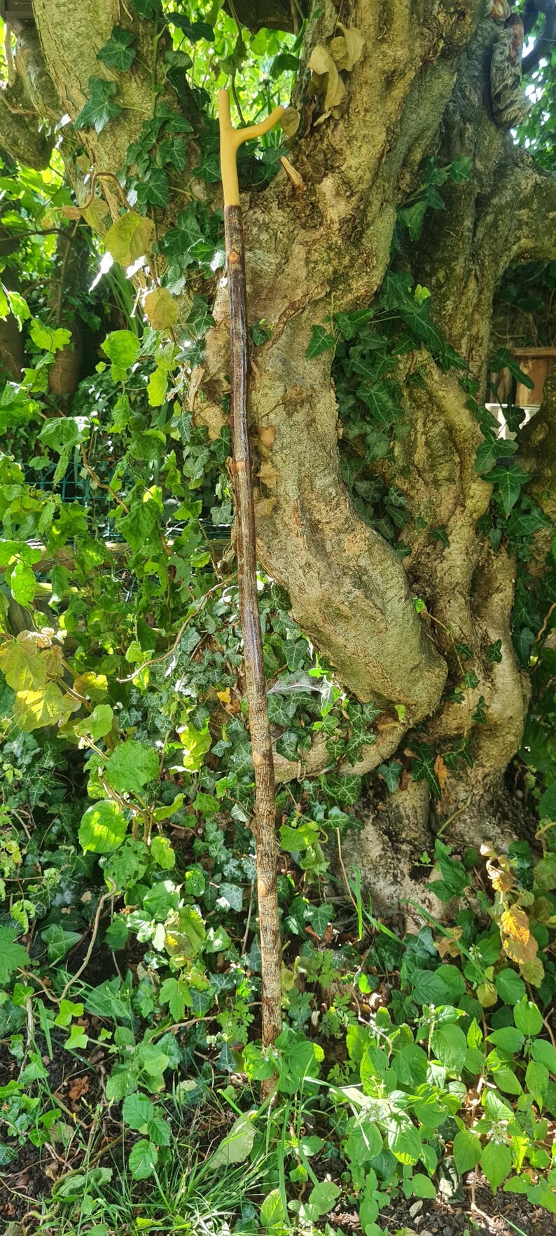 May include: A handcrafted walking stick with a natural wood finish. The handle is a light tan color, and the shaft is a darker brown with a textured surface. The stick is set against a backdrop of lush green foliage and a large tree trunk.