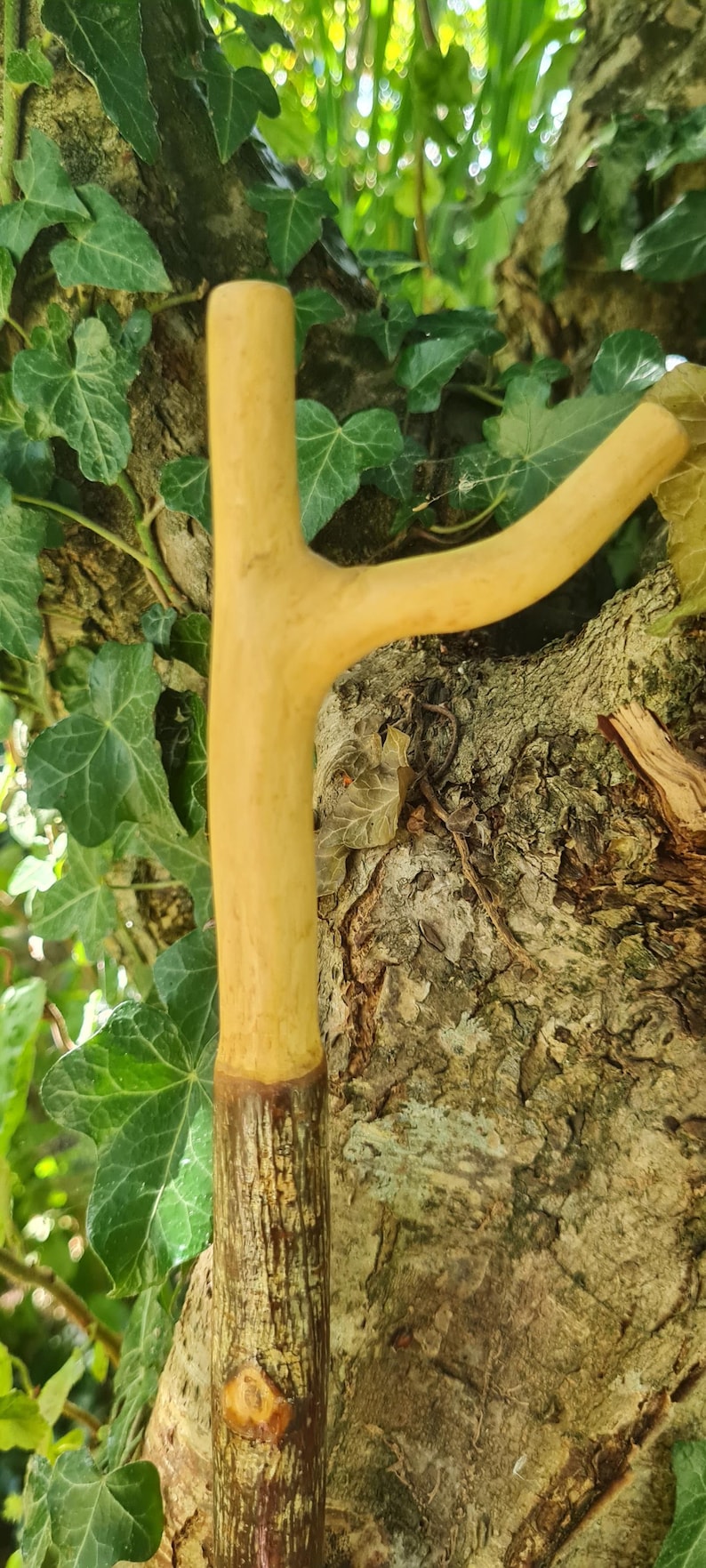 May include: A handcrafted wooden walking stick with a Y-shaped handle. The handle and upper portion are a light tan color, while the lower section is a darker brown. The stick is set against a backdrop of tree bark and green foliage.