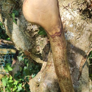 May include: A wooden walking stick with a rounded top and a curved handle. The stick is made of natural wood, with visible grain and a light brown colour. The background is a tree trunk with green ivy.