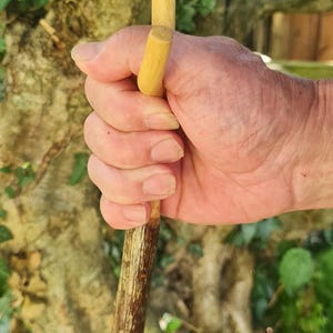 May include: A wooden walking stick with a light brown handle and a dark brown shaft. The handle has two small, cylindrical pegs. The stick is held in a hand against a backdrop of green foliage.