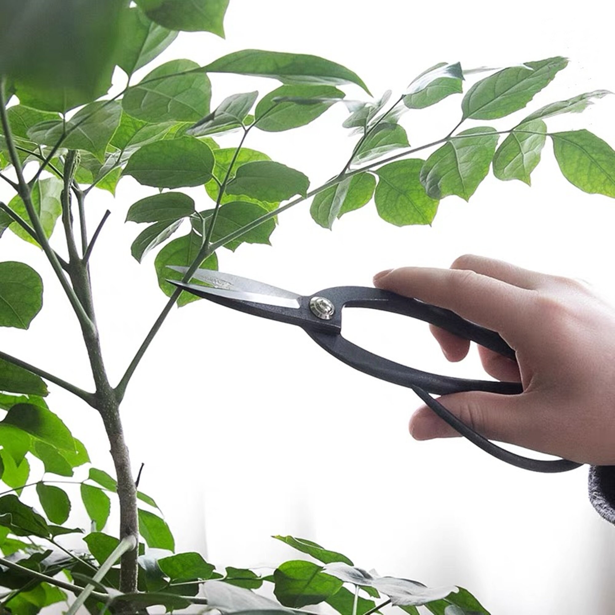 Japanese Ikebana Scissors Set Of 7 Ikebana Scissors/Leather Etsy