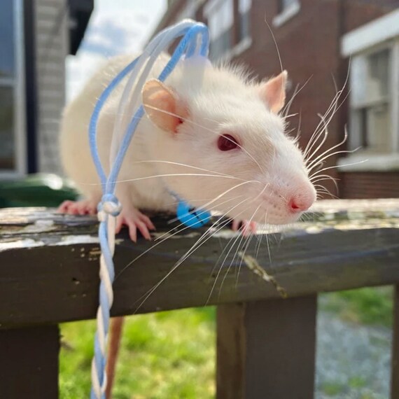 Creepy video shows nine rats seen tied together by tails in