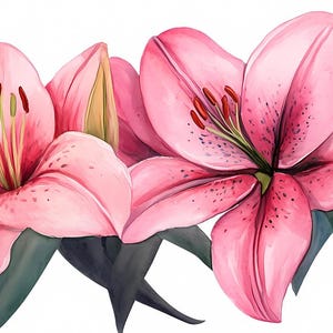 7 Clipart de borda de flor de lírio, Clipart de moldura de lírio aquarela, Bordas florais de lírio, Borda floral de verão, Lírio PNG, Download digital