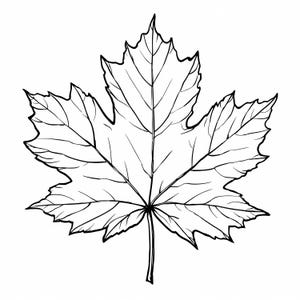 Maple leaf digital illustrations in various styles for DIY autumn and fall creative projects