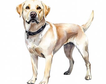 Zestaw 8 akwarelowych clipartów z labradorem w kolorze złotym: Running Lab PNG do pobrania w wersji cyfrowej, 604
