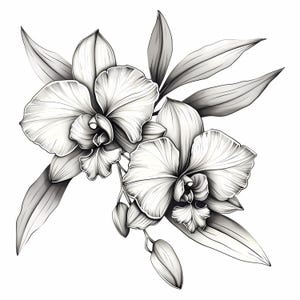 Realistic Pencil Lily Flower Sketch Art Bundle Set of 13, Botanical Line Art Lily Illustrations, Black and White Floral Clipart Printable