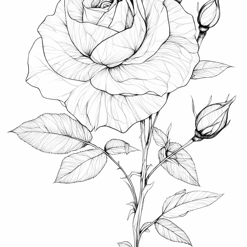 How Top Draw Roses Rose Drawing Ideas - Etsy