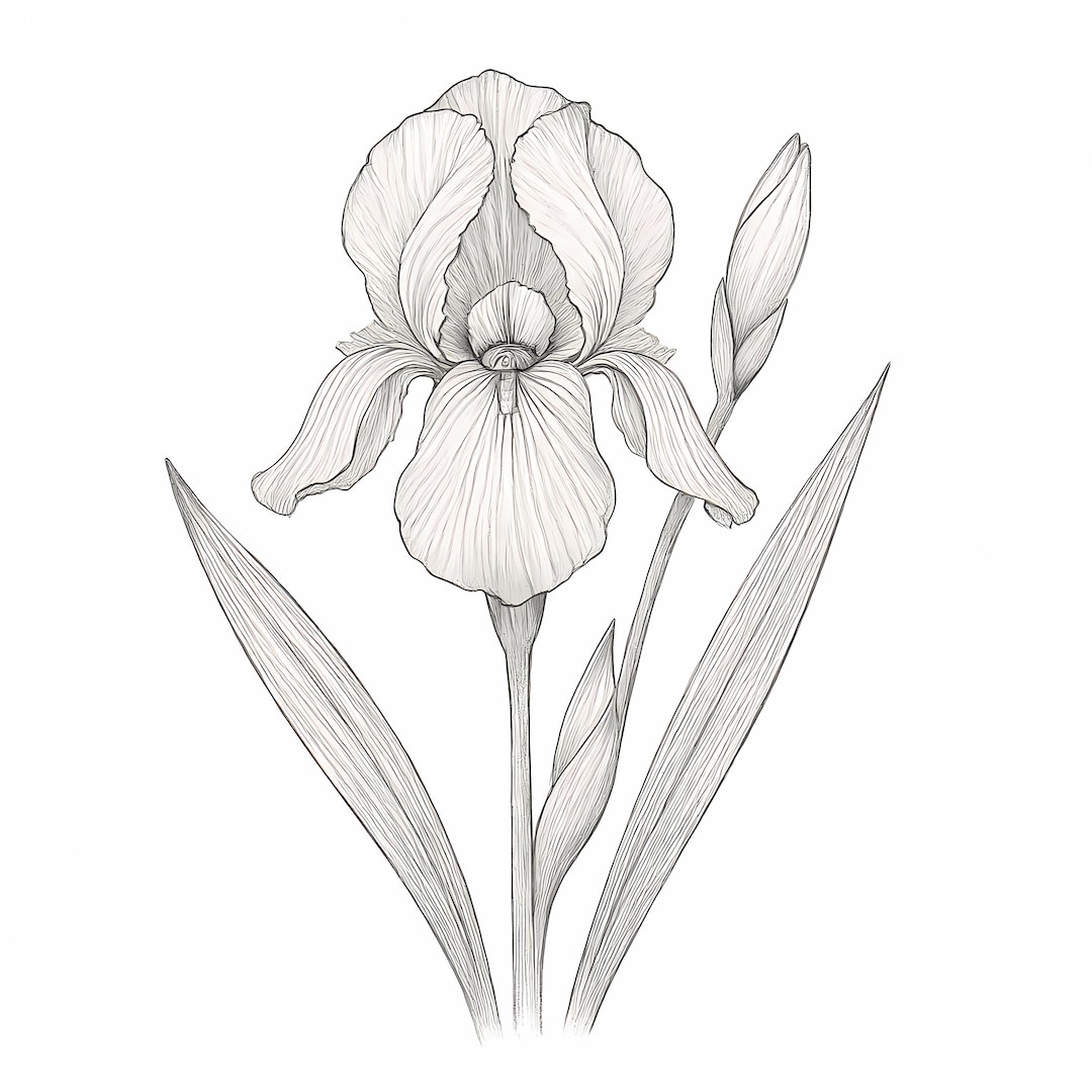 Floral Line Art Coloring Page: Botanical Printable Wall Art (digital ...