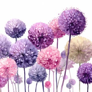 Peut inclure: Illustration à l'aquarelle d'une collection de fleurs d'ail en nuances de violet, rose et crème. Les fleurs ont des têtes sphériques et de longues tiges, sur fond blanc. L'œuvre a une qualité douce et picturale.