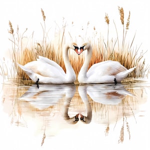 Casal de cisnes românticos PNG – Cena de aquarela em forma de coração para sublimação, estampas de camisetas, decoração de casamento, canecas, arte de parede e download instantâneo