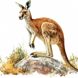 Aquarell Känguru Clipart-Bundle – 7 Australisches Känguru PNG Bilder auf Felsen – Outback Tiere Art Prints, T-Shirts, DIY Crafts