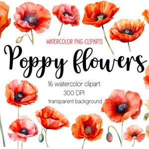 Clipart fleur de pavot aquarelle, clipart coquelicot, png coquelicot, clipart aquarelle, png aquarelle, dessins par sublimation, lot de cliparts, coquelicot