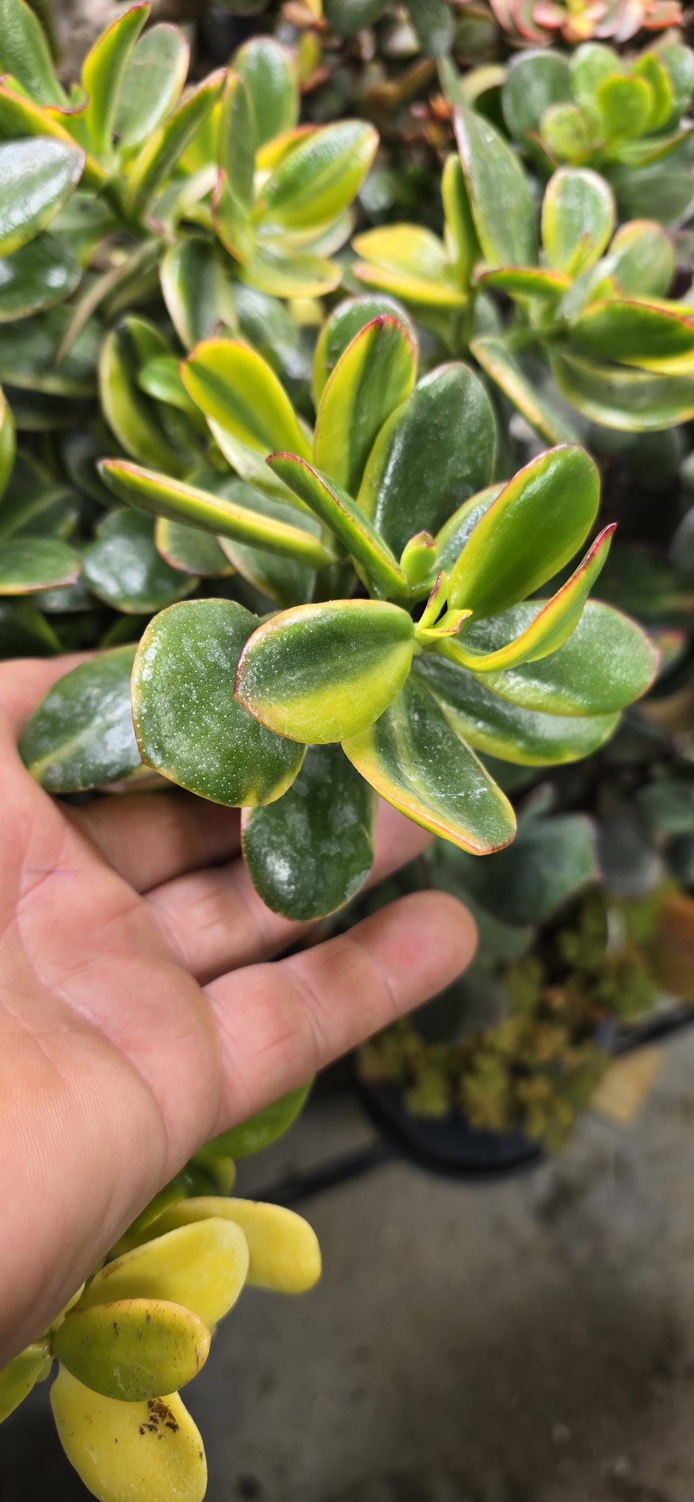 Rare Japanese Crassula Ovata 'sakura Kagetsu Nishiki' Jade Plant