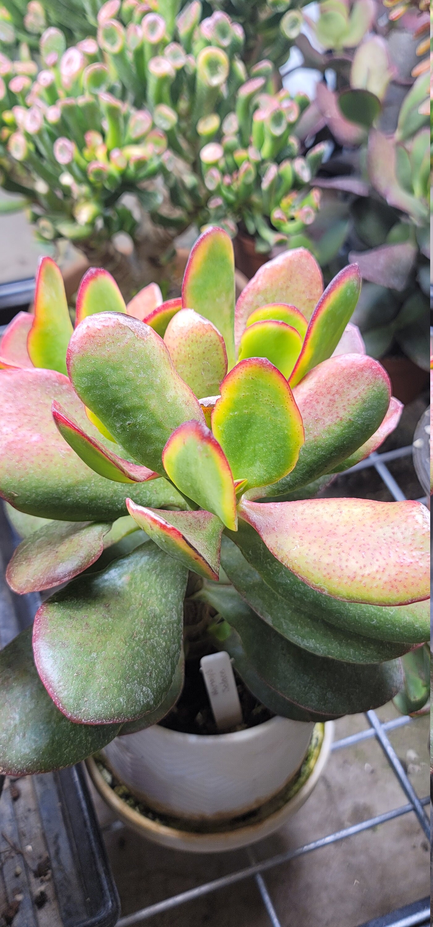 Rare Jade plant �Harvey�s Solice� large cutting Etsy