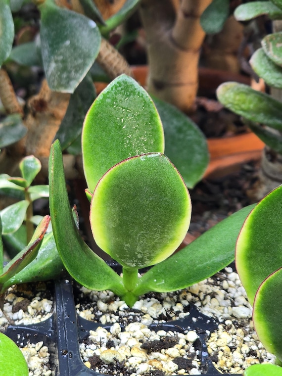 brandi philodendron griwing vines but not leaves Philodendron Brandi  Plant Detectives