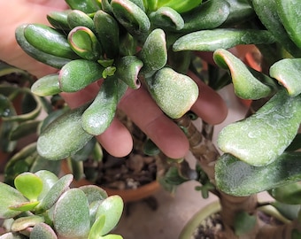 Crassula Ovata 'Red Horn Tree '  cutting