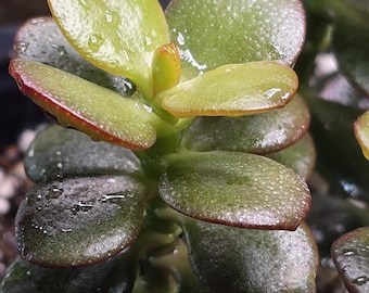 rhododendron spritzmittel Rhododendron Essential Oil main image 0