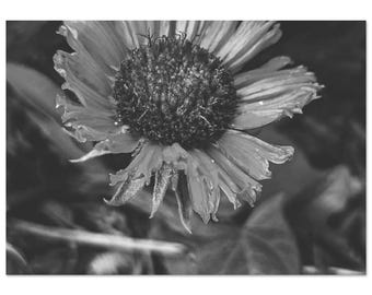 Desert Bloom Black & White Fine Art Print – Intricate Floral Nature Photography