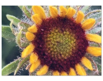Desert Bloom: Vibrant New Mexico Wildflower Photography – Fine Art Print in Various Sizes