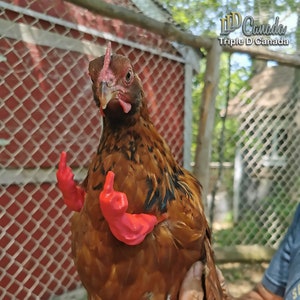 Middle Finger Muscle Arms for Chickens image 1