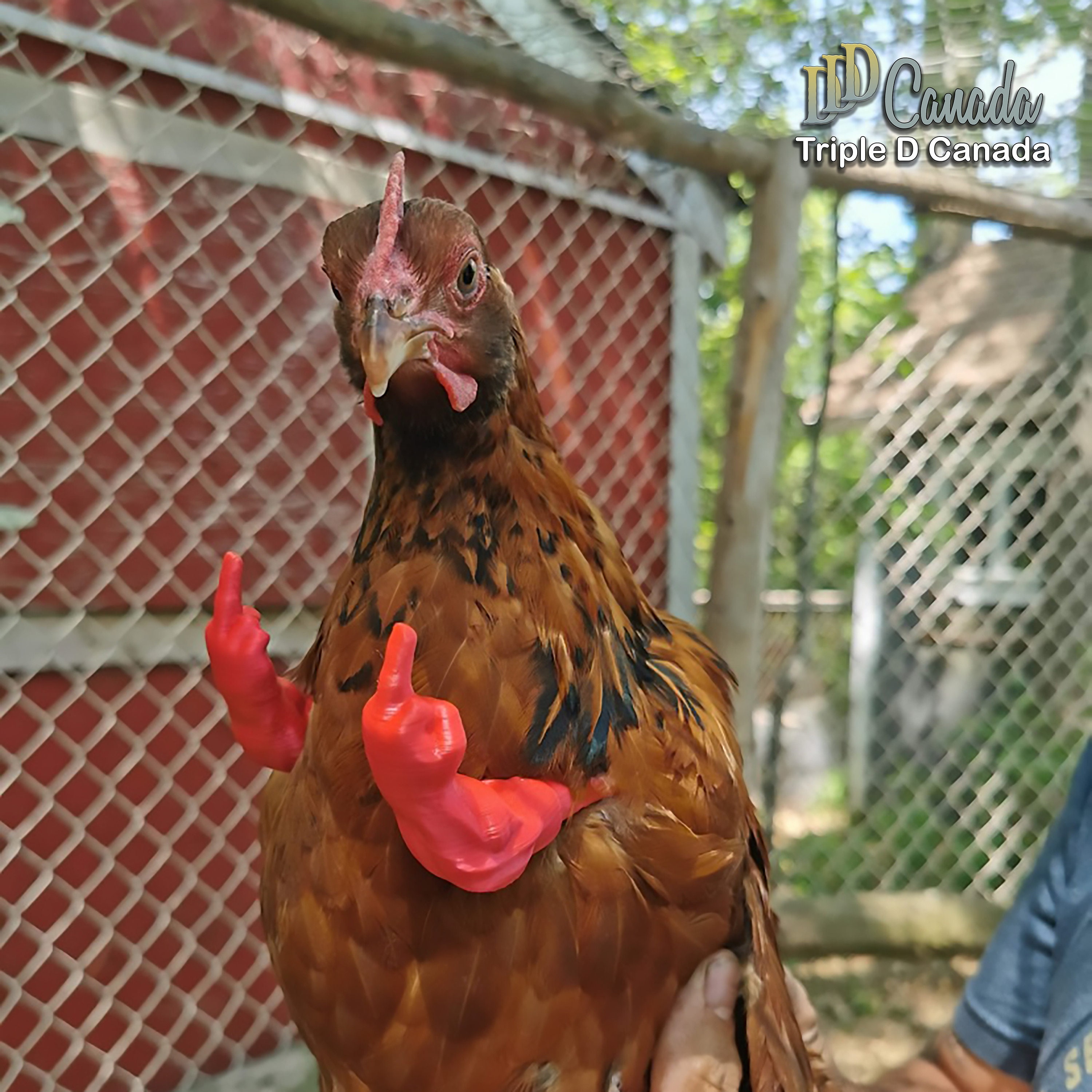 Middle Finger Muscle Arms for Chickens 