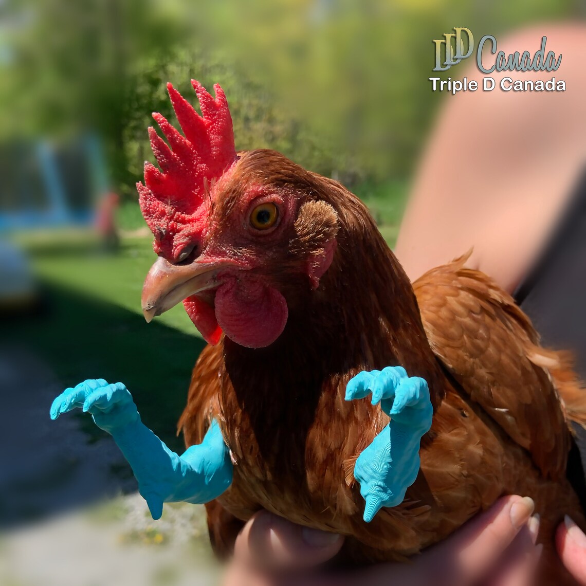 tiny t rex arms for chickens