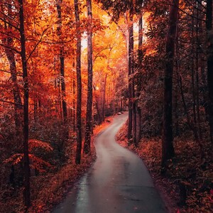 May include: A winding road through a forest with vibrant red and orange fall foliage. The road is paved and wet from recent rain.