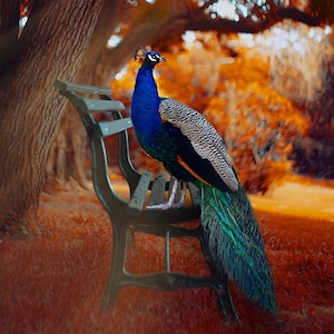 May include: A peacock with blue and green feathers sits on a black metal bench in a park setting. The background is blurred and features a large tree with orange and brown leaves.