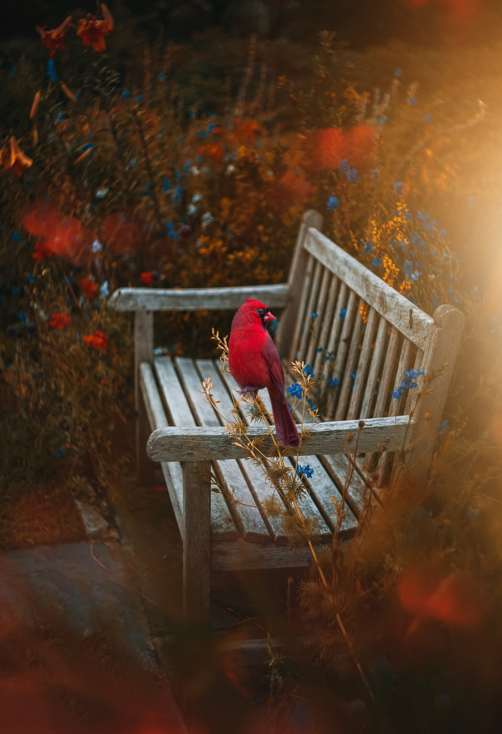 Red Bench Bird Wall Art Print Digital Download Rainbow Etsy
