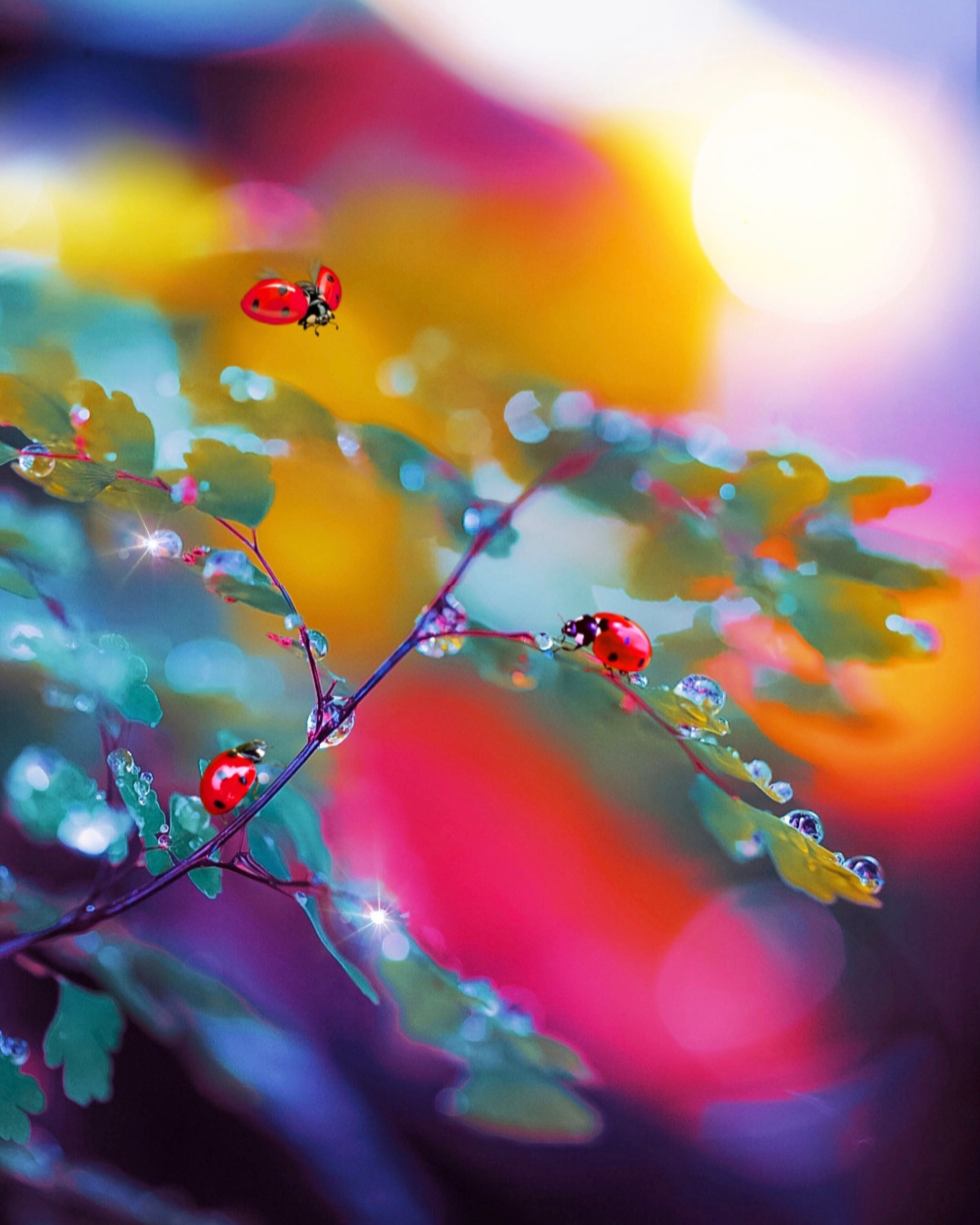 Ladybug Wall Art Print Descarga digital Winter Photo Gran Etsy