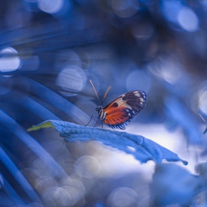 Butterfly Lightroom Presets