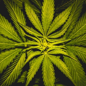 Onset of flowering in a Canabis Plant