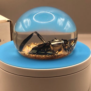 May include: A clear glass sphere with a blue base, containing a preserved insect with gold glitter. The sphere is on a white base.