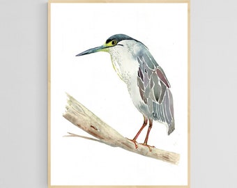 Watercolor Striated Mangrove Heron - Giclee Art Print - Unframed