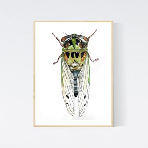 Watercolor Cicada Giclee Insect Art Print Unframed image 1