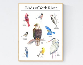 Birds of York River Giclee Fine Art Print - Unframed