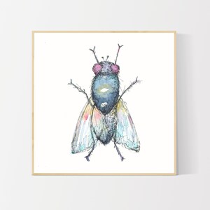 Op de afbeelding: Waterverf schilderij van een vlieg met blauwe en grijze vleugels, roze ogen en een gedetailleerd lichaam. De vlieg is afgebeeld tegen een witte achtergrond.