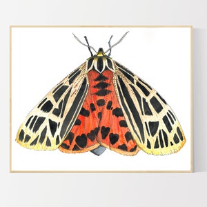 Aquarell Tiger Motte Giclée-Insekt Kunstdruck