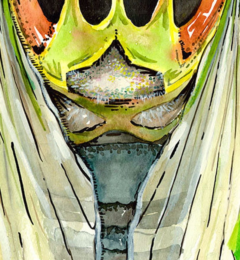 Watercolor Cicada Giclee Insect Art Print Unframed image 5