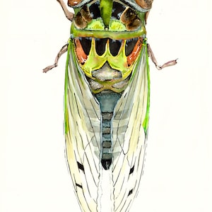 Watercolor Cicada Giclee Insect Art Print Unframed image 3
