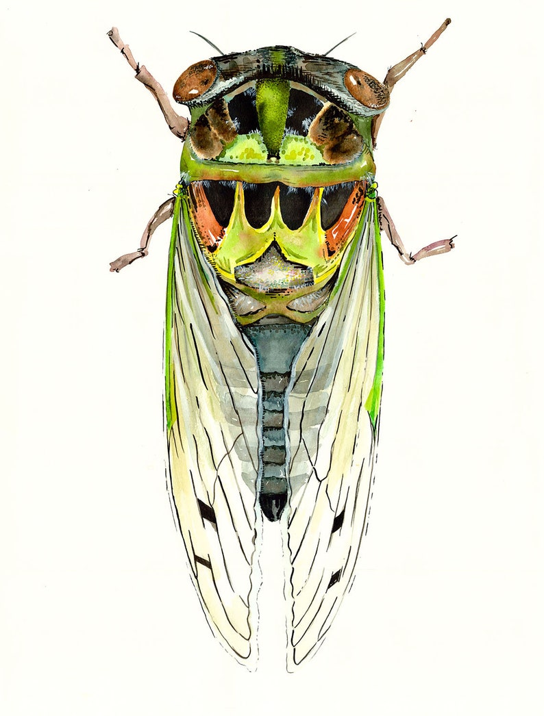 Watercolor Cicada Giclee Insect Art Print Unframed image 3