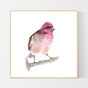 Purple Finch in Watercolor - Giclee Bird Art Print - Unframed