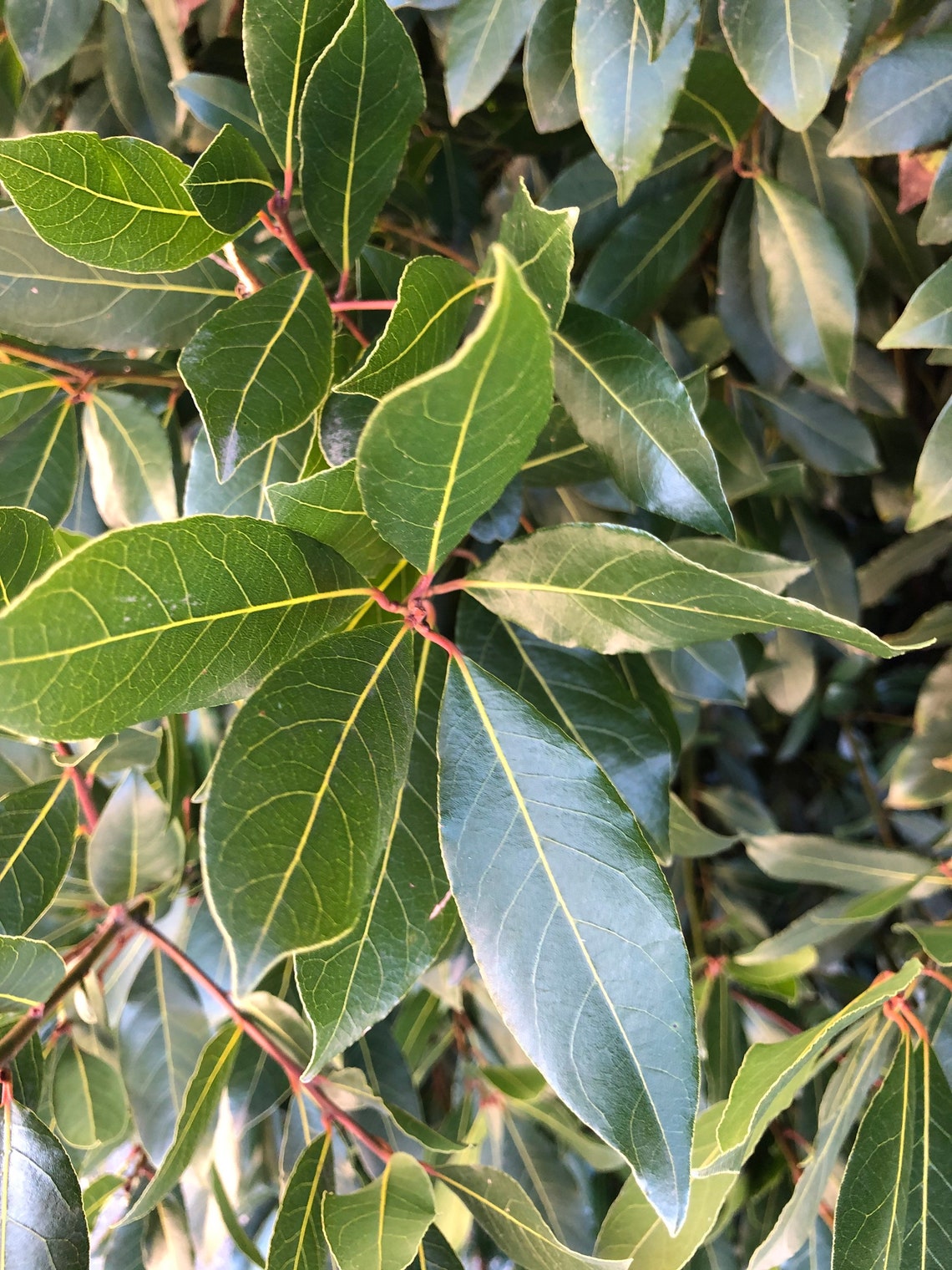 80 Fresh Organic Bay Leaves grown in South Carolina Etsy