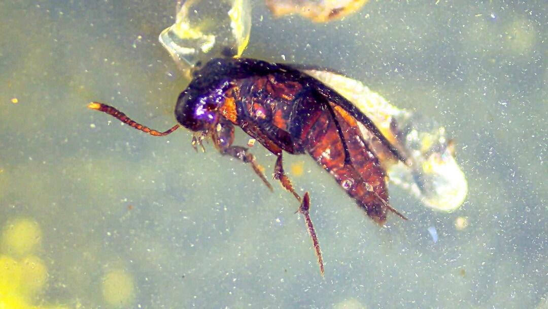 L5-3 Burmite Amber Insects: Pretty WASP - Etsy