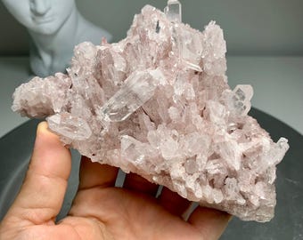 May include: A cluster of pale pink quartz crystals, with multiple points and varying sizes. The crystals are held in a hand, with a white bust in the background. The quartz has a translucent quality.